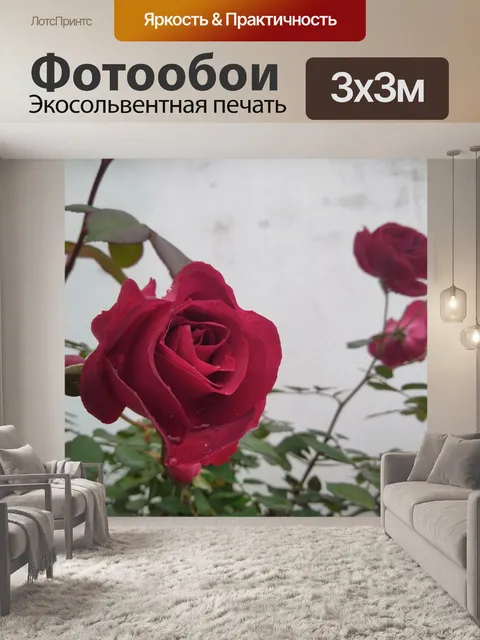 Фотообои Красная роза 7