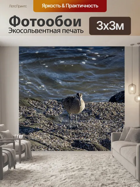 Фотообои морская птица