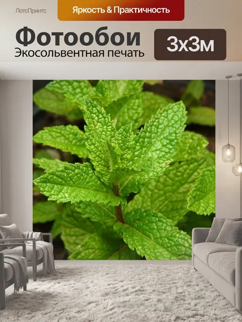Фотообои Мята