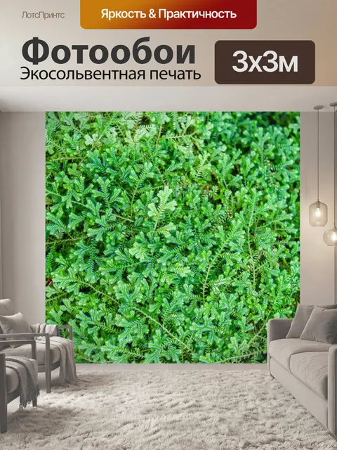 Фотообои Красивые папоротники зеленые листья