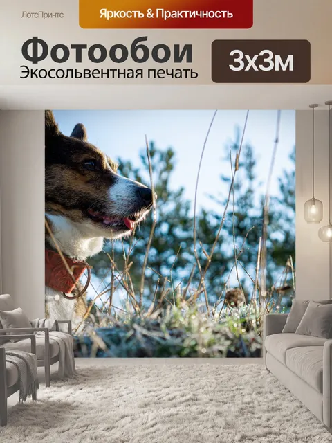 Фотообои Корги