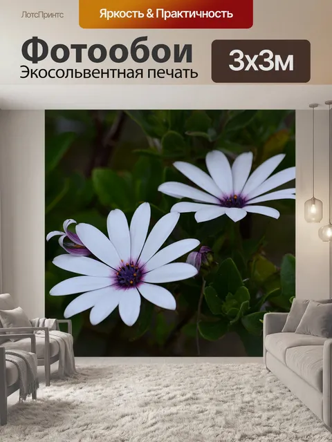 Фотообои Ромашки