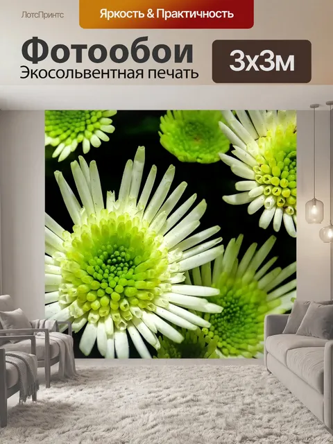 Фотообои Хризантема