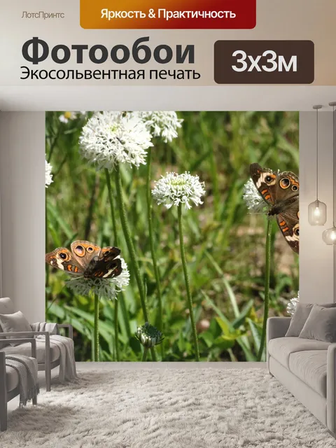 Фотообои Две бабочки Бакей в поле