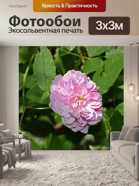 Фотообои Чайная роза