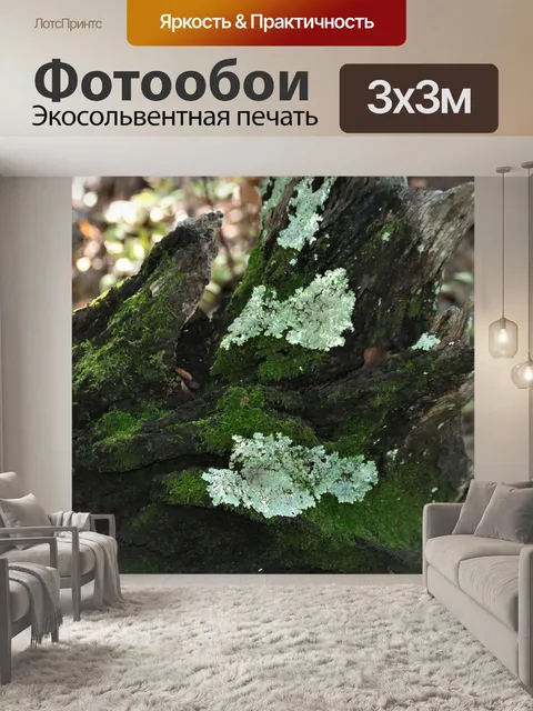 Фотообои Мосс и лишайники на падшем дереве