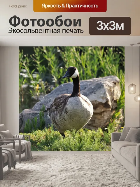 Фотообои Канада гусь на скалистом берегу озера