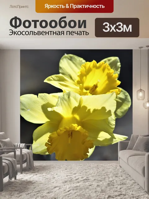 Фотообои Подсветка нарциссов крупным планом