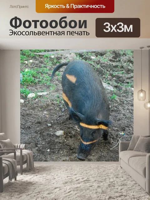 Фотообои Кабан