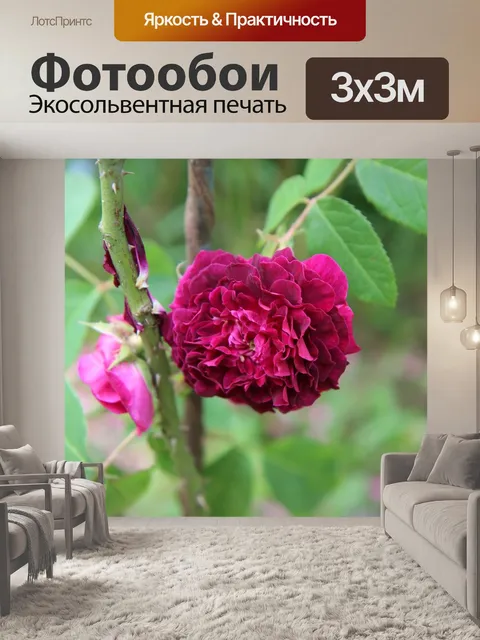 Фотообои Красная роза
