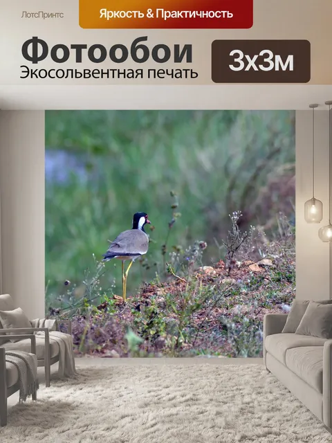 Фотообои Птица