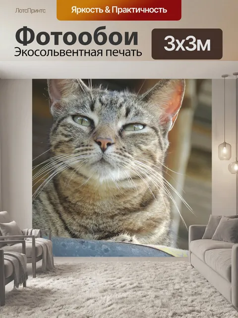 Фотообои Кошка