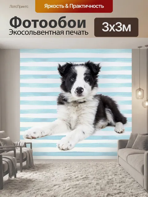 Фотообои Колли собака Pup