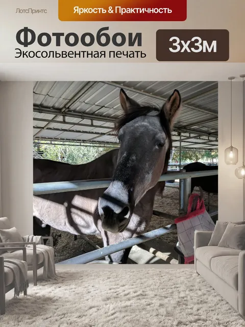 Фотообои Черная лошадь