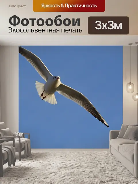 Фотообои Чайка