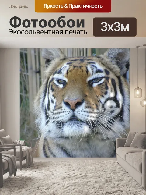 Фотообои Тигр