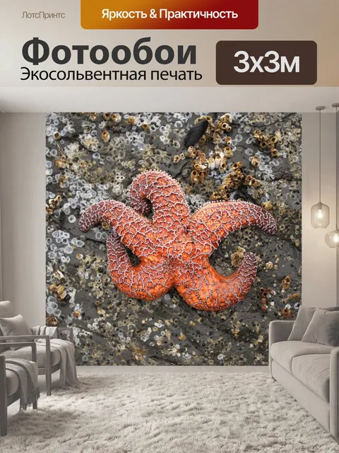 Фотообои Морская звезда
