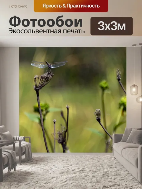 Фотообои Стрекоза на растении королевы Анны