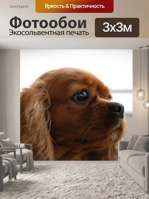 Фотообои Кавалер кинг чарльз