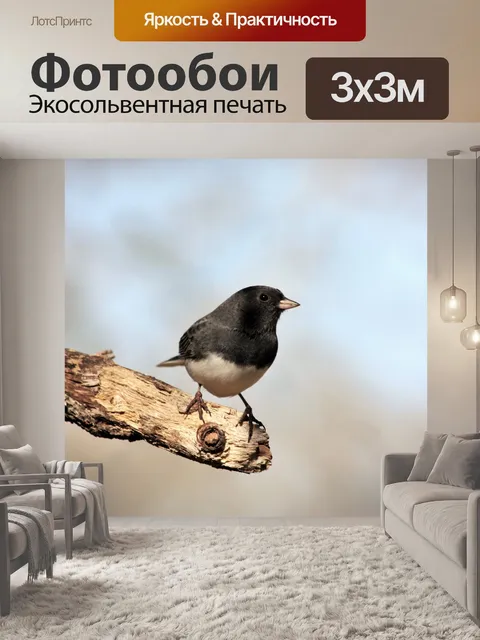 Фотообои Темноглазый Junco on Branch