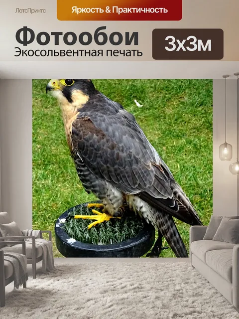 Фотообои Домашнее животное Сокол Птица