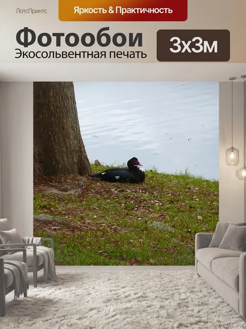 Фотообои Мускусная утка