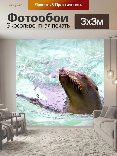Фотообои Морской лев
