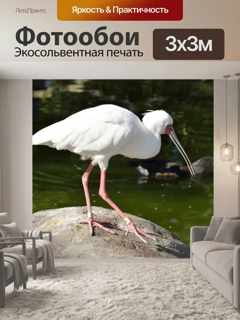 Фотообои Ibis Bird