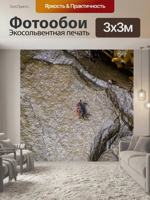 Фотообои Краб