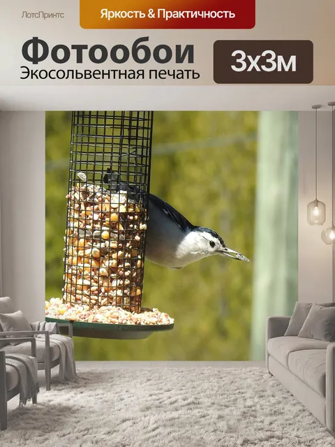 Фотообои Белогрудый поползень