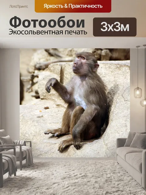 Фотообои Бабуин обезьяна