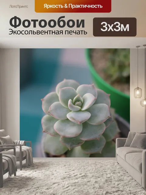 Фотообои Суккуленты
