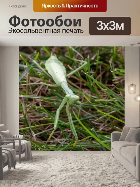 Фотообои Молиться