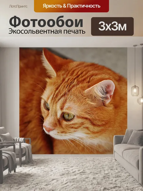 Фотообои Кот