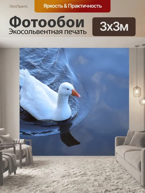Фотообои плавающей гуся