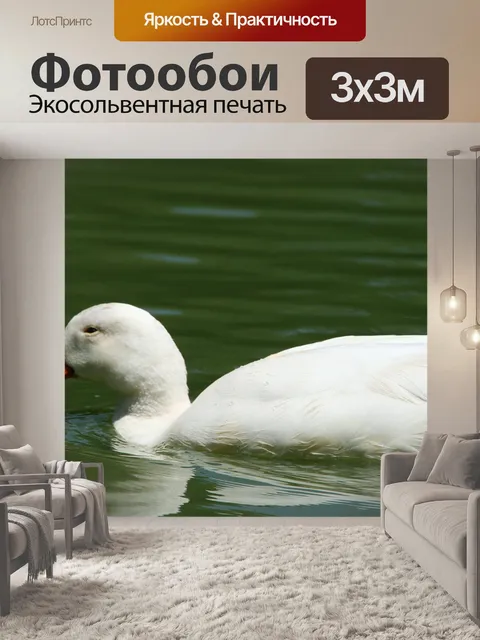 Фотообои белая утка близко
