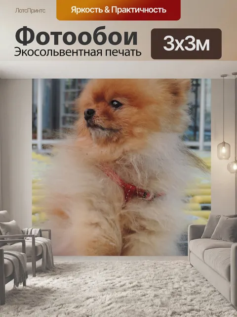 Фотообои Шпиц