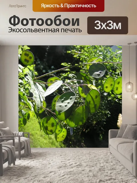 Фотообои Серебряный талер