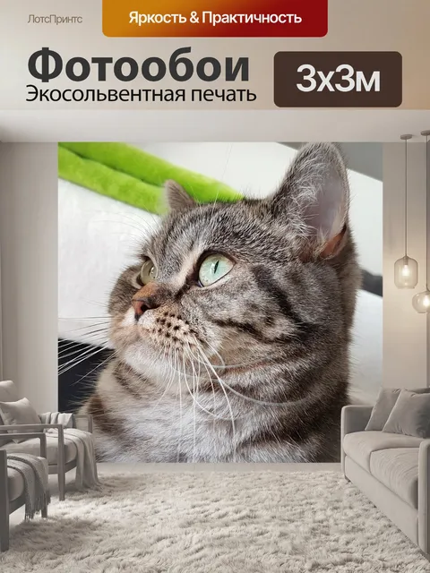 Фотообои Кот