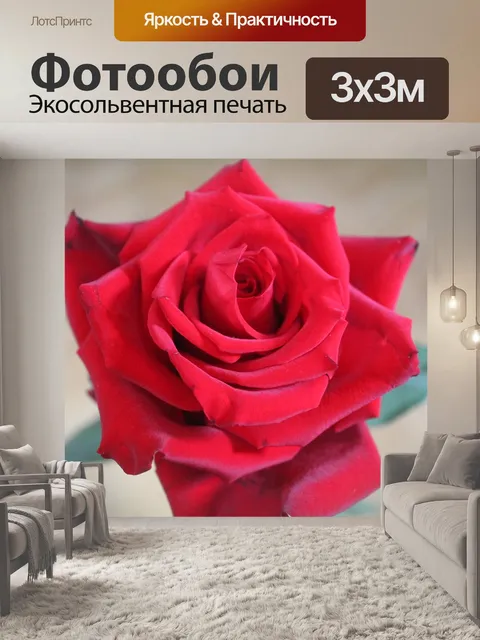 Фотообои Красная роза