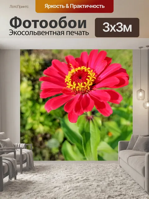 Фотообои Цинния цветы