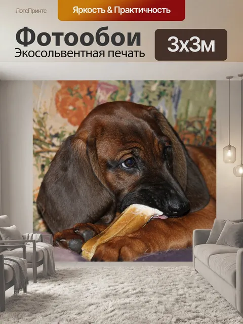 Фотообои Собаки