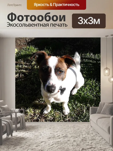 Фотообои Фокстерьер