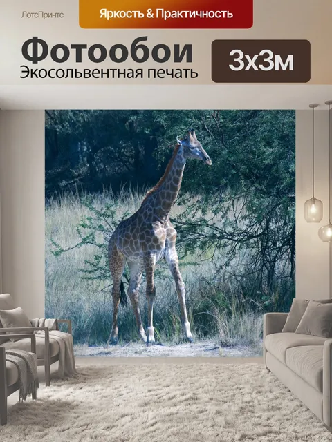Фотообои жираф в солнечном свете в африканском ку
