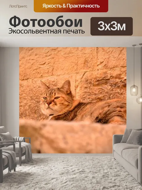 Фотообои Кот