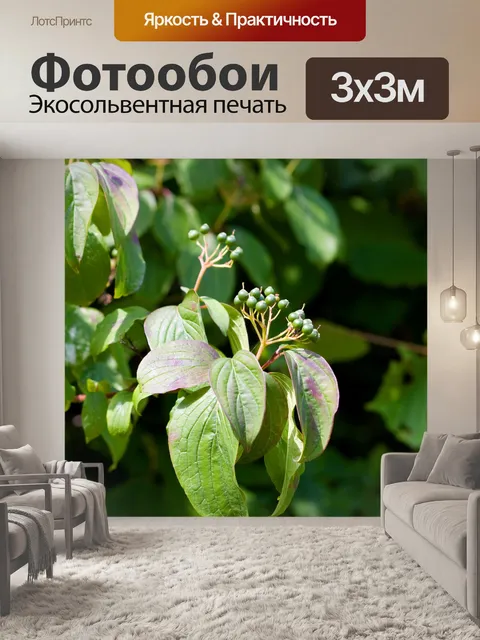 Фотообои Зеленые ягоды