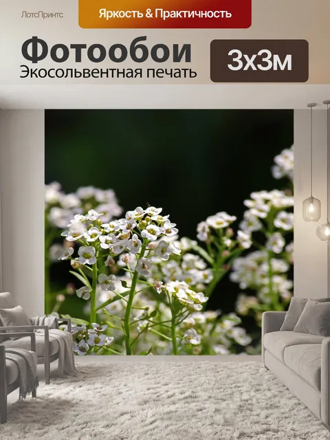 Фотообои белые сладкие цветы алиссума