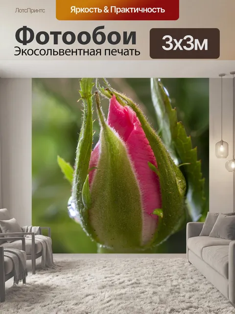 Фотообои Роза