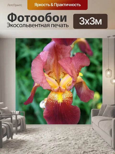 Фотообои Фиолетовый Ирис