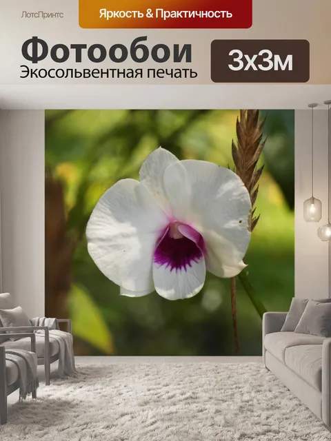 Фотообои Белая орхидея цветок